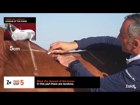 Video: ¿Cuál es la altura media de la pared de un pony?