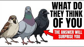 What Do Birds Think About Humans | WHY WINGS