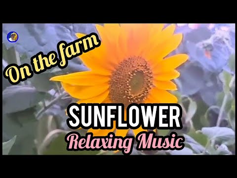 Sunflower (Relaxing Music)