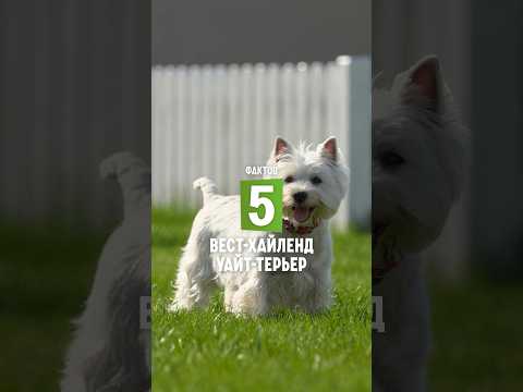 5 фактов о породе – Вест-хайленд-уайт-терьер #shorts #вэсти #собаки #вестхайленд