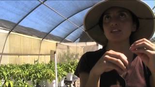 Chili Peppers! A PHD Tales from the Road