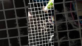 wilson NXT string review - condition after 2 weeks and 1 match (recreational level)