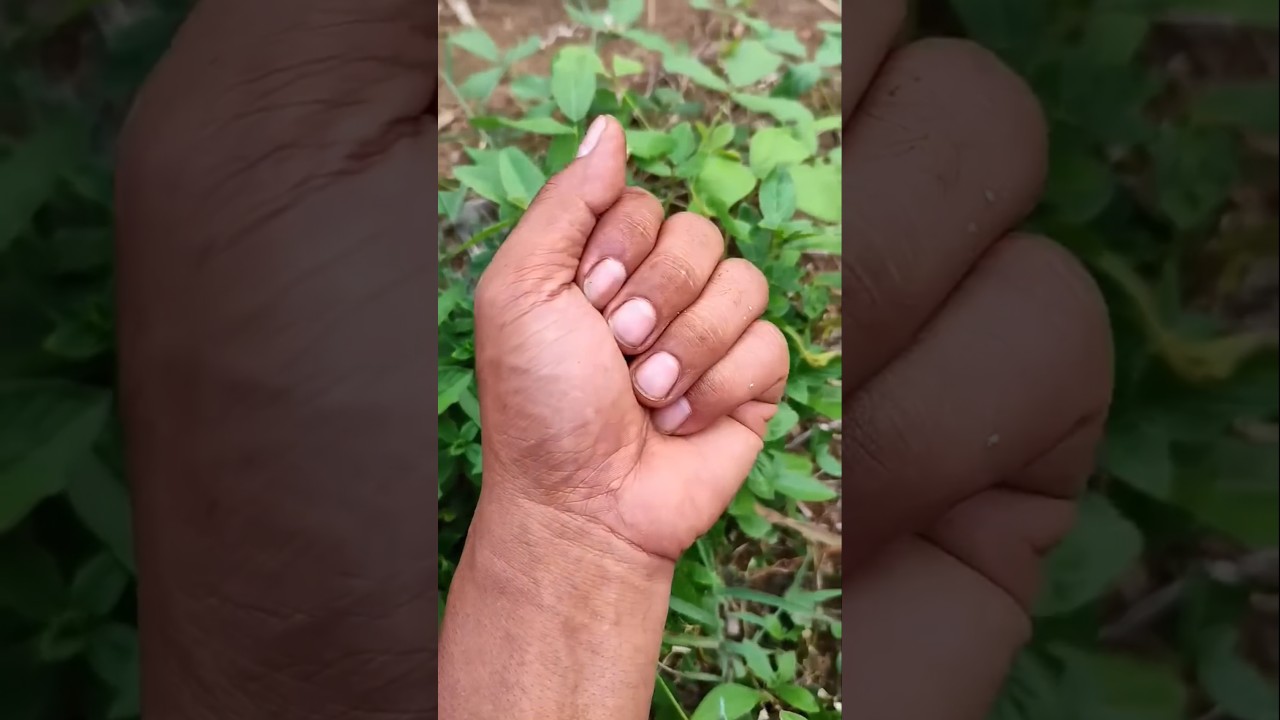 Азиатские жуки, которых вы никогда не видели 