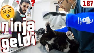 Legend Ninja is back! Insulted and gone. Chubby cat attack DoBida 187