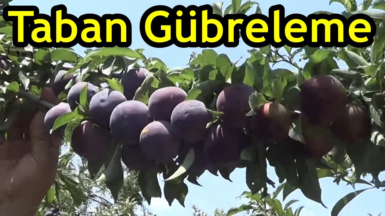 Aydın Dalama - Black Diamond Cinsi Erik Yetiştiriciliği - Verim - Sürgün - Kalite - Erik Bahçesi