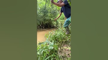 Câu cá suối mùa nước lũ #fishing #thinhhanh #câucávàkhámphá