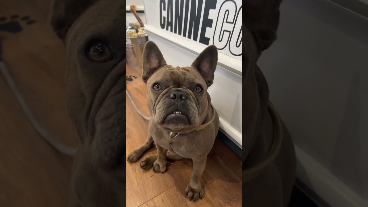 Natural treats for all breeds 