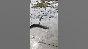 đi bắt cá lóc ở trong ruộng #caucathugian