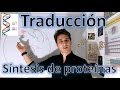 Traducción (Síntesis de proteínas) nivel elevado. Para principiantes EN 9 MINUTOS