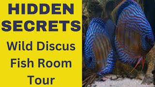 Discover the Hidden Secrets of a Wild Discus Fish room! Discover the Hidden Secrets of a Wild Discus Fish room!
