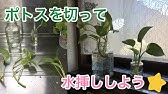 ポトス 水差しでの増やし方を解説 切る場所 切り方はどうするのか How To Increase Pothos Youtube