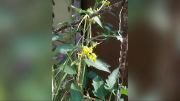 tomato  plant  time lapse