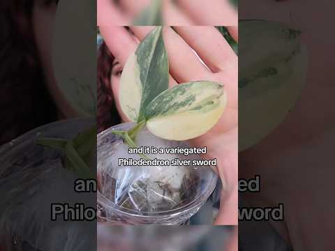 Rare Plant Unboxing!!
