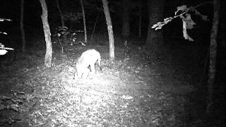 Hare Trigger Demo 12
