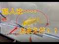 【金魚/イエローコメット】犯人は・・・・お前か！！！！