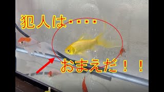 【金魚/イエローコメット】犯人は・・・・お前か！！！！