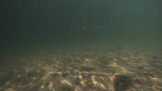 Mullet Swimming In A Bare Habitat