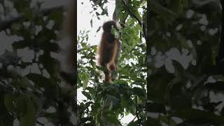 Did you know #orangutans spend nearly their entire lives in trees?