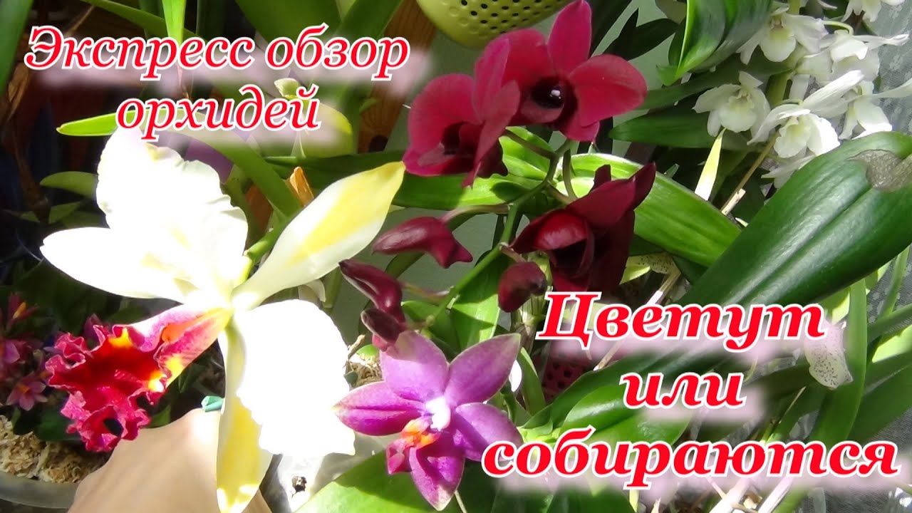 Орхидеи в домашних условиях. Цветущие и собирающиеся цвести. Цветоносы, бутоны.Фаленопсисы, каттлеи.