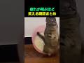 疲れが飛ぶほど笑える瞬間まとめ🤣🤣😂 #funny #fun #funnyvideos