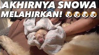 KELAHIRAN ANAKANAK SNOWA SNOWEE! YANG DITUNGGU2!