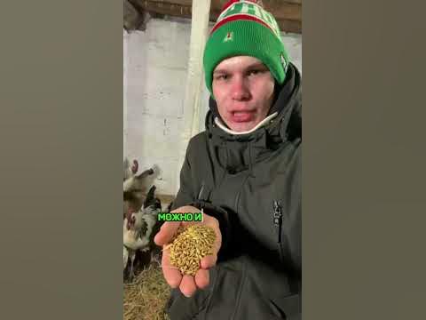 ЧТОБЫ КУРЫ НЕСЛИСЬ ЗИМОЙ 🥚 - YouTube