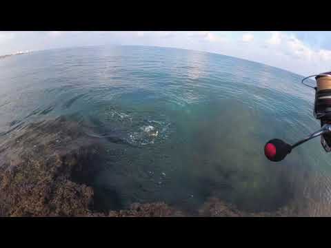 דייג 2021 לוקוס סרגוס ואריאן בז'ירז'ור מהחוף  multispecies ultralight fishing