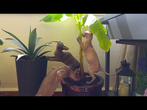 funny-kittens-🆚-cactus🌵&-banana-tree🍌-don-sphynx