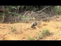 grey francolin | grey partridge hunting | jungli teetar shikar 👌| teetar awaaz 🕊️| Episode 17❤️ Mp3 Song