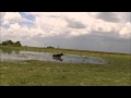 Rennendes Hippo / running hippo