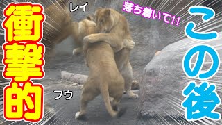 暴れるトラ🐯すっ飛んで行く父🤣レイがフウを落ち着かせた方法が神💖旭山動物園のライオンさん