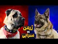 مقایسه سگ اصیل سرابی با ژرمن شپرد باهوش کدوم نژاد قویتره