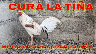 Cómo Curar La Ña En Los Gallos De Una Manera Muy Fácil 