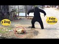 Fake Gorilla Vs Dog Prank Video Can Not Stop You Laugh || MUST WATCH NEW PRANK VIDEO 2020
