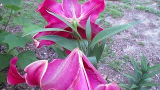 Lasting Love Lily Tree