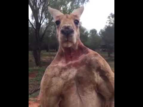 Мощный кенгуру