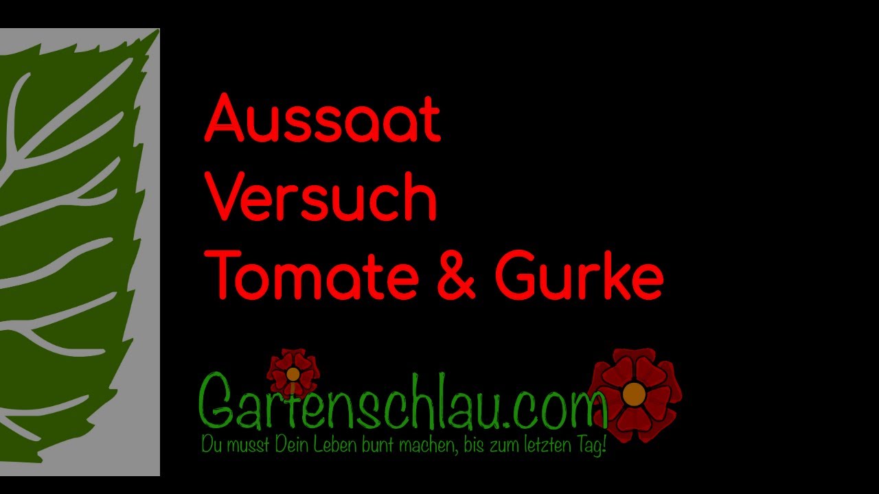10 Jahre alte Samen im Keimtest: Lohnt sich die Aussaat noch?