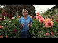 Dahlias | Why Sarah Loves Them