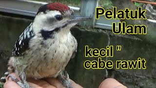 PELATUK ULAM / CALADI ULAM YG MUDAH JINAK