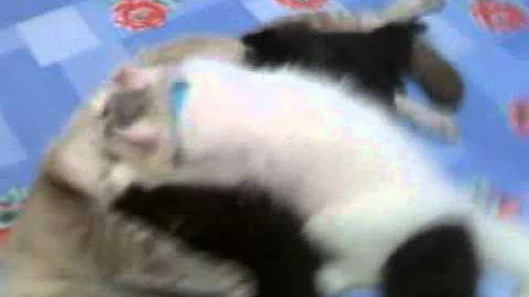 Watch the video about Munchkin n American Curl