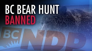 BC NDP’s grizzly bear hunt ban puts “feelings” over science
