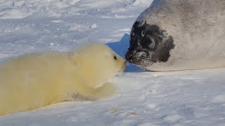 A newborn baby seal gets a boob job from its mother.