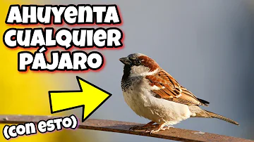 ¿Cómo deshacerse de los pájaros en la chimenea?