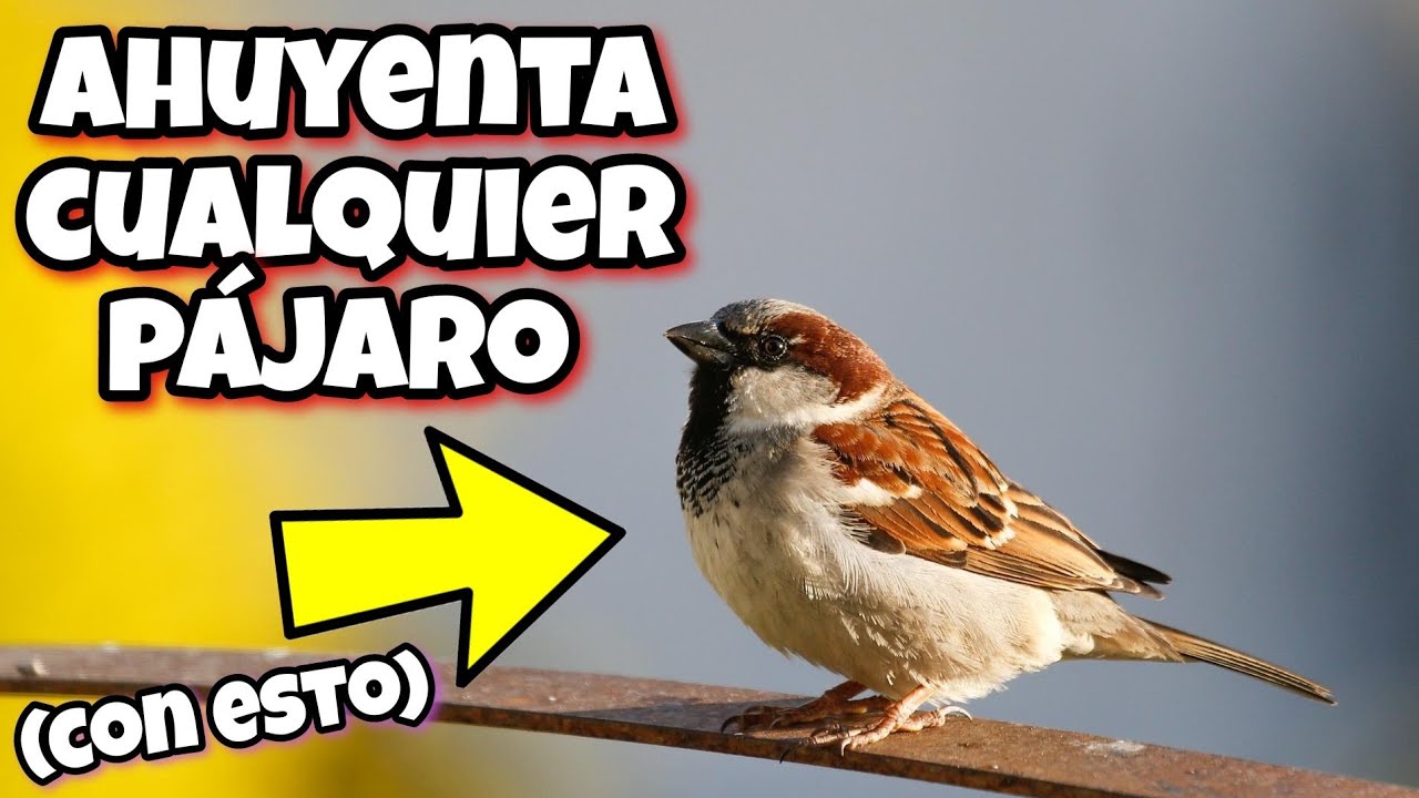 Que comen los pajaros pequeños