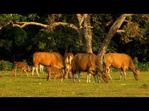 Video: Taman Nasional