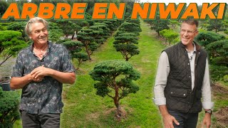 FORMER UN ARBRE EN NIWAKI ? 🌳 ⛩️ Avec Yves Brenelière de Brenelia Niwaki - Inspiration Ep. 9