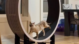 Relaxing cat walk or her cat wheel!