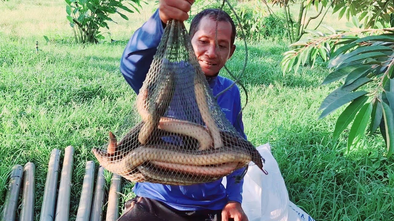 วิธีทำ เหยื่อง่ายๆ และวิธี ดักปลาไหลขั้นเทพ ./วิถีพรานตี๋.