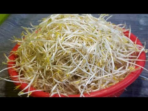 Cách làm GIÁ ĐỖ đơn giản để KINH DOANH - How to grow Bean Sprouts | Foci