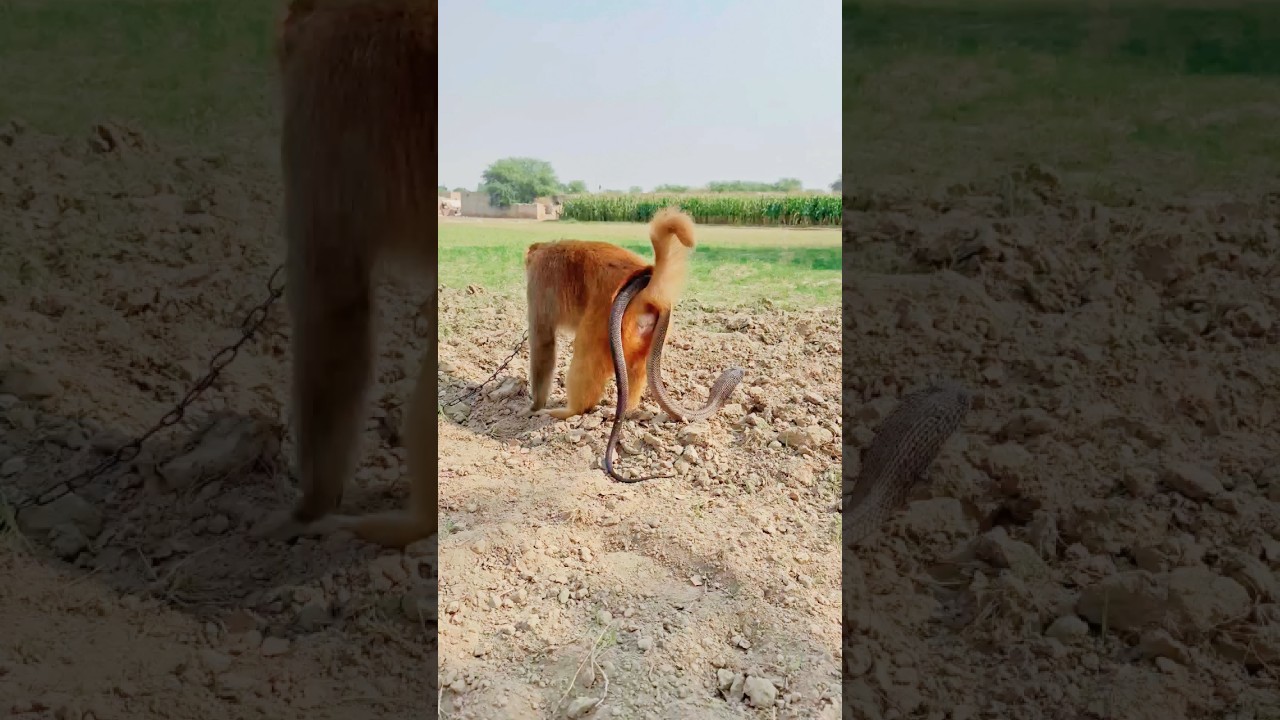 cobra on tail of monkey 